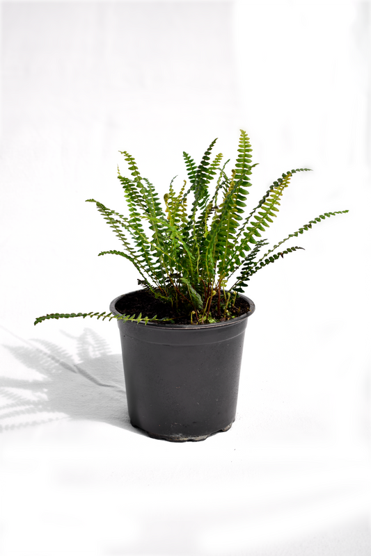 Blechnum penna-marina image 0