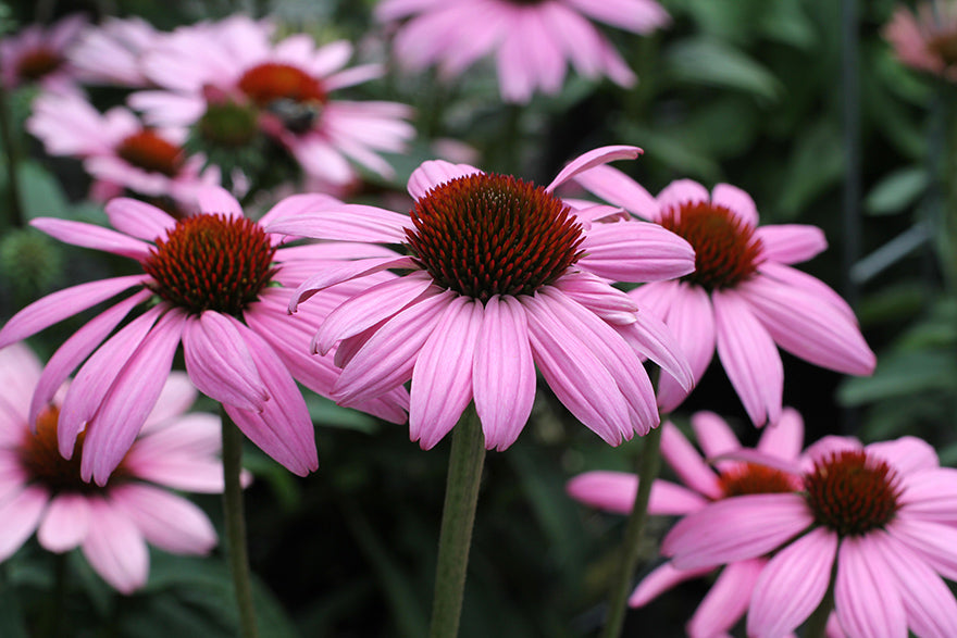 Echinacea 'Prairie Splendor' image 0