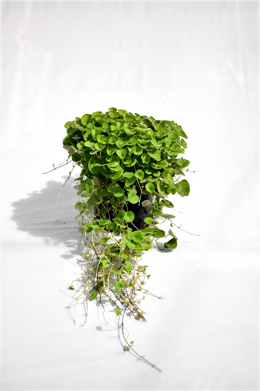 Dichondra Emerald Falls image 0