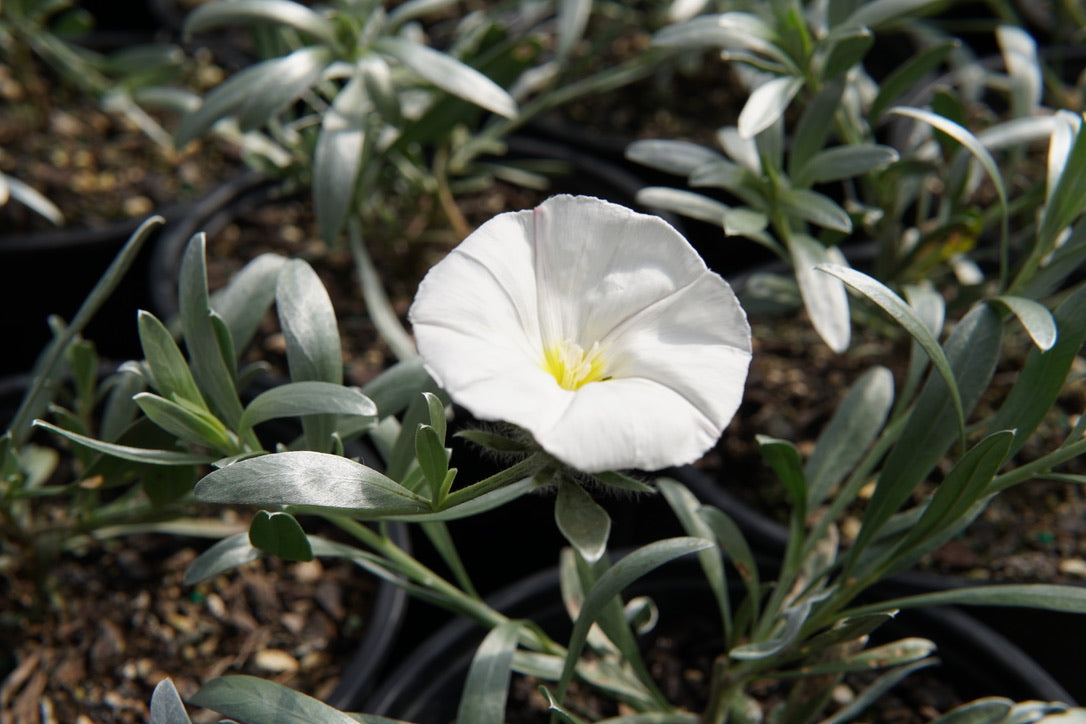 Convolvulus cneorum 1.5L