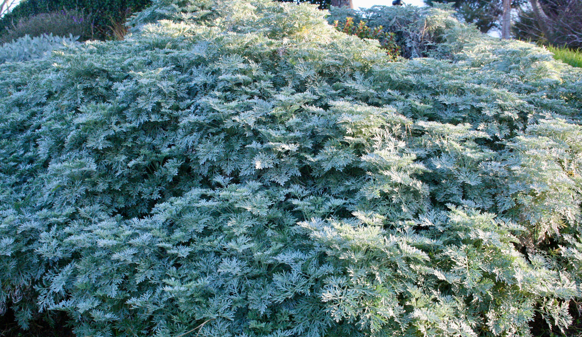 Artemisia 'Powis Castle' 1.5L