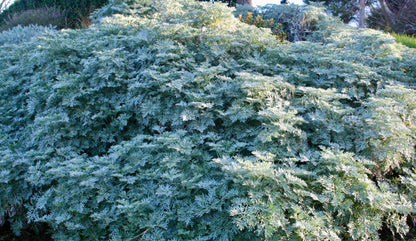 Artemisia 'Powis Castle' 1.5L
