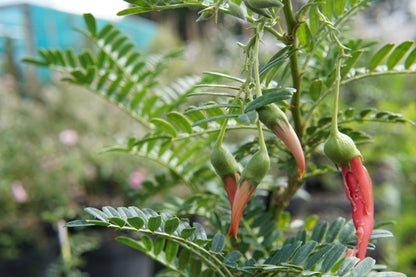 Clianthus puniceus 5L