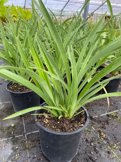 Phormium Emerald Green image 1