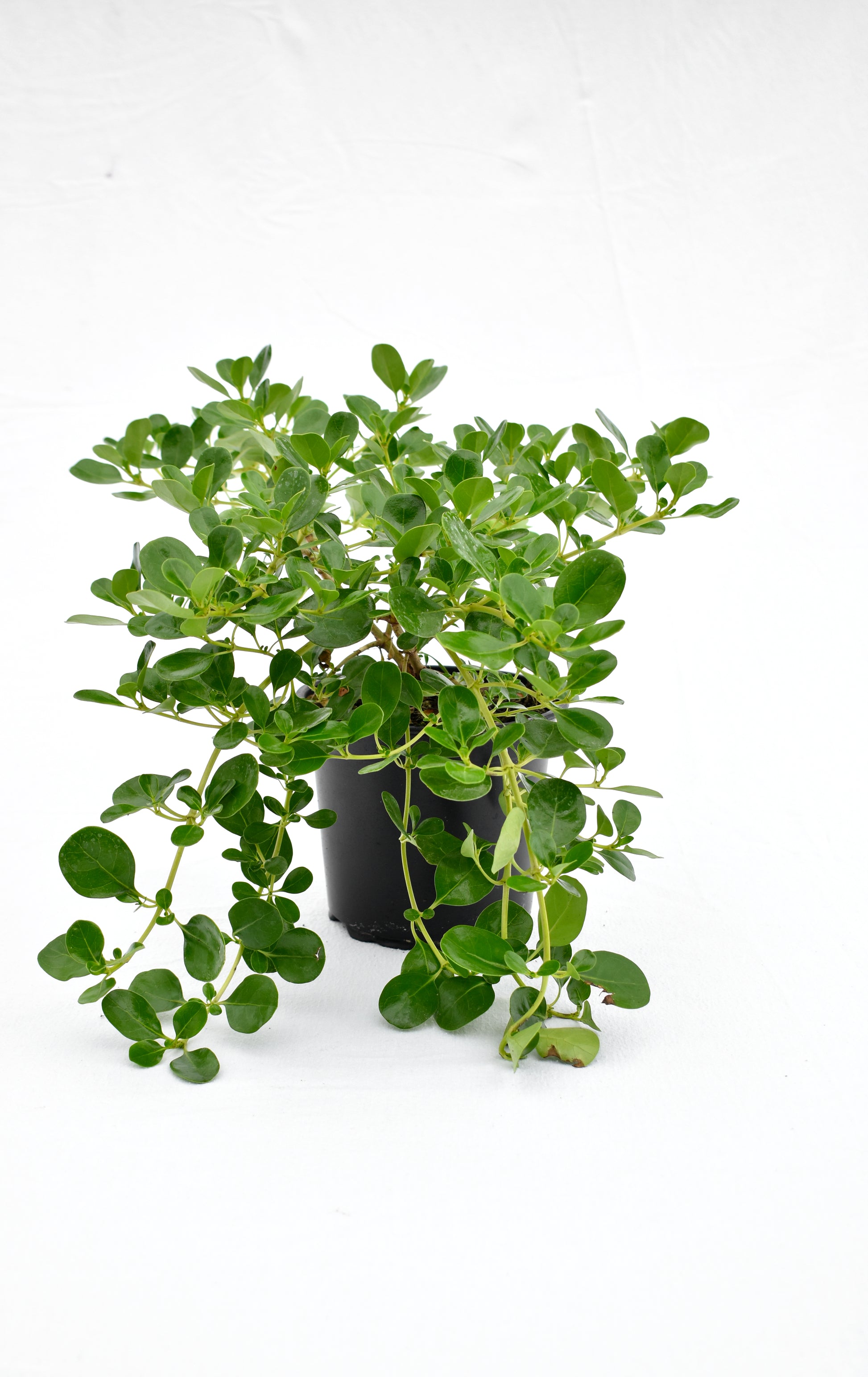 Coprosma repens Poor Knights image 0