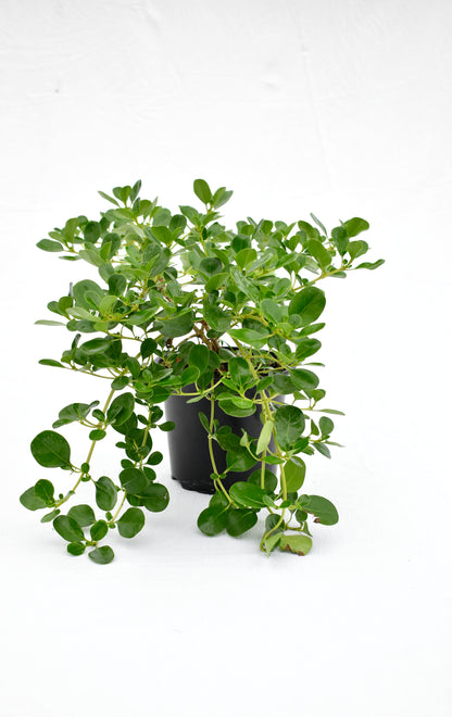 Coprosma repens Poor Knights image 0