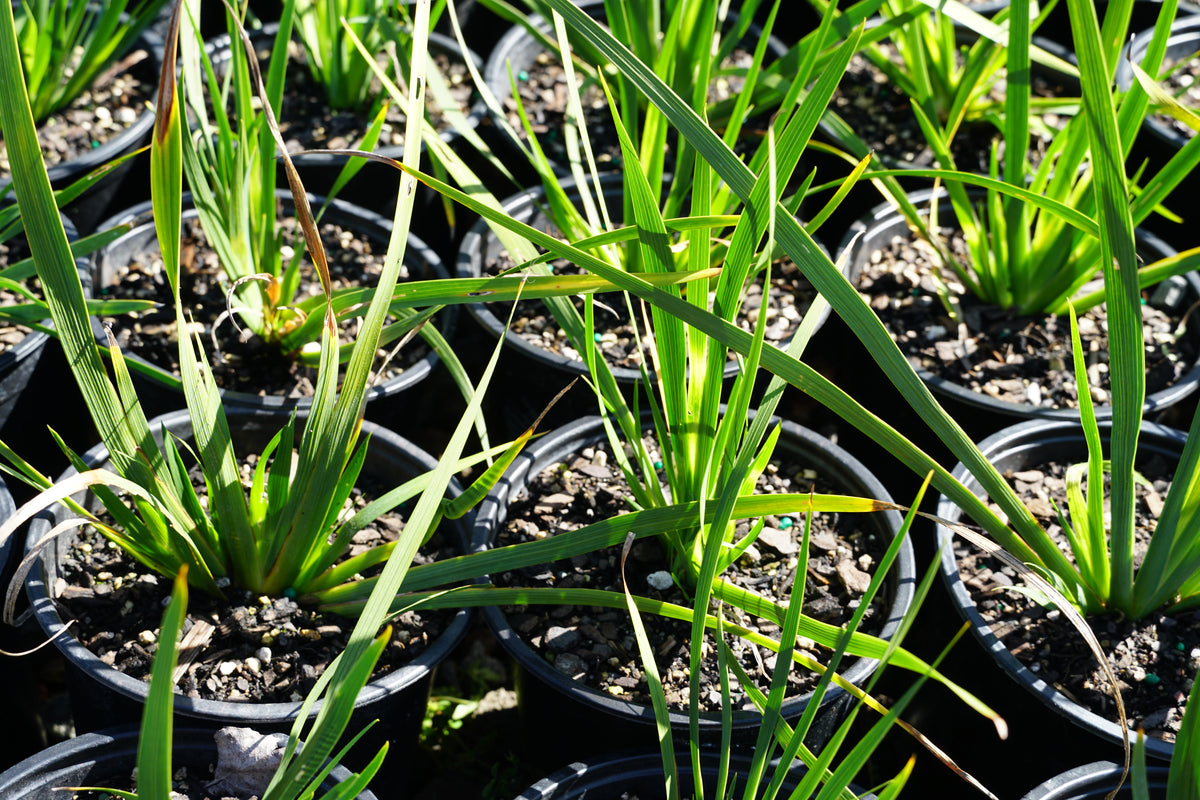 Libertia formosa 1.5L