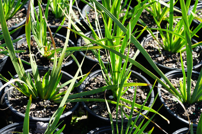 Libertia formosa 1.5L