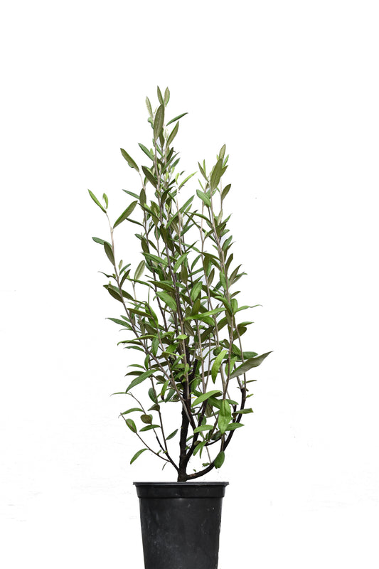Corokia 'Geenty's Green' 1.5L