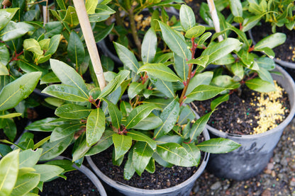Laurus nobilis 8L