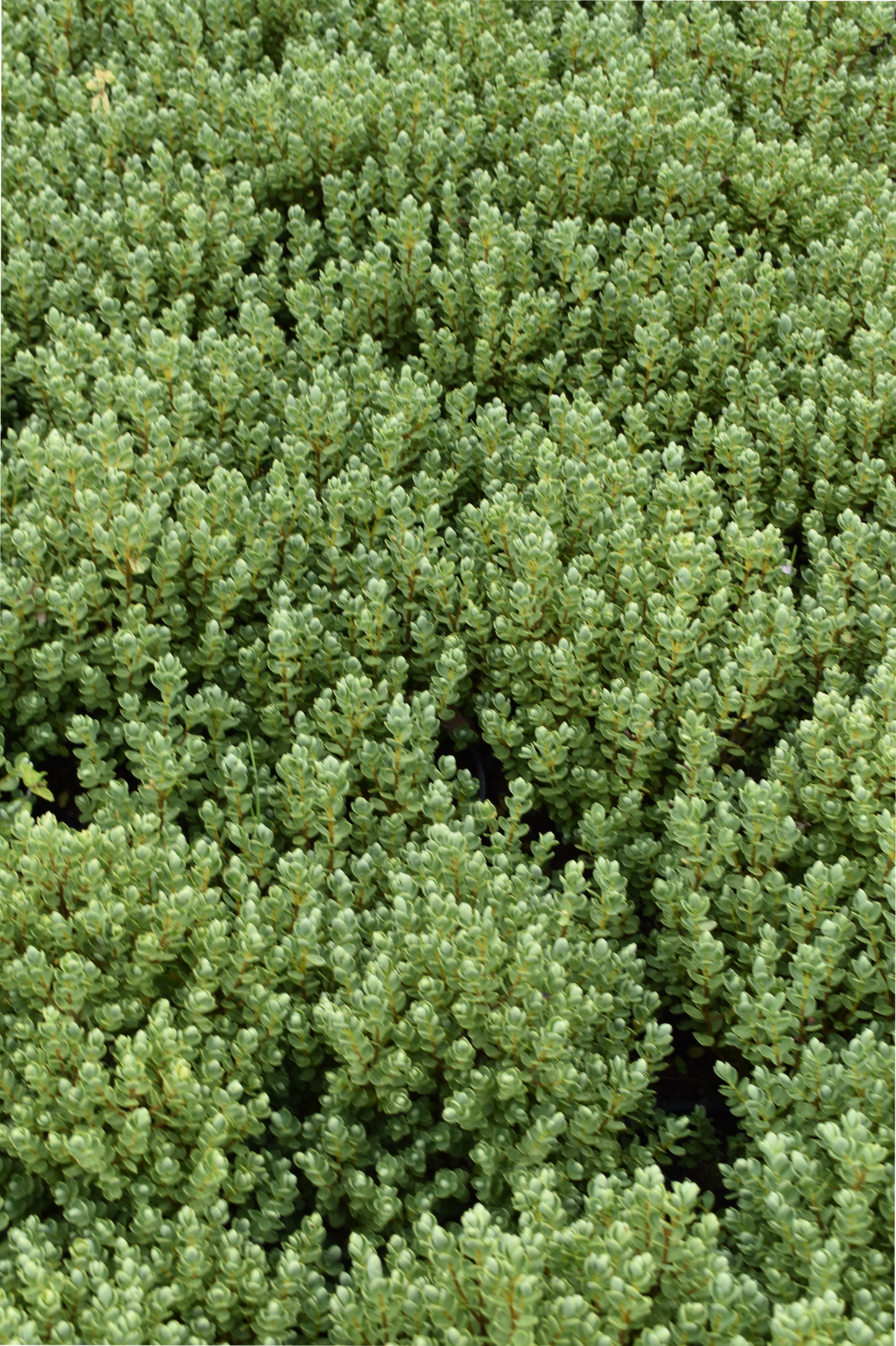 Hebe topiaria image 1