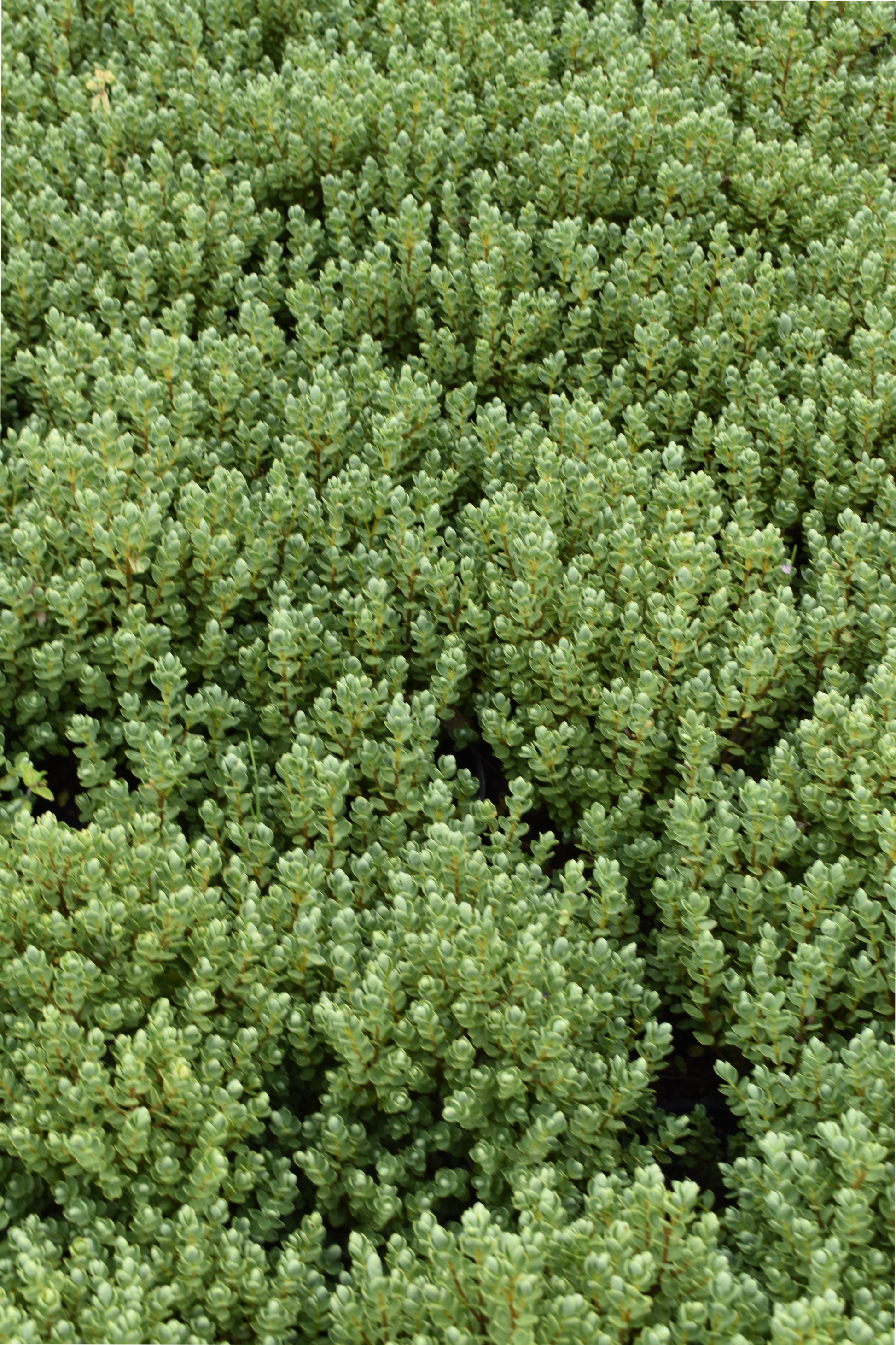 Hebe topiaria image 1