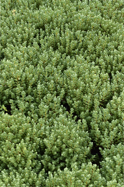 Hebe topiaria image 1