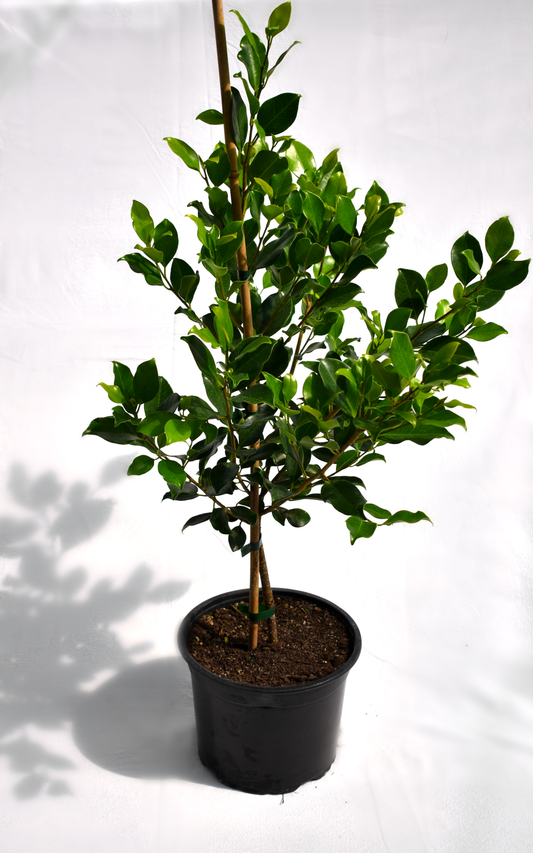Ficus tuffi image 0