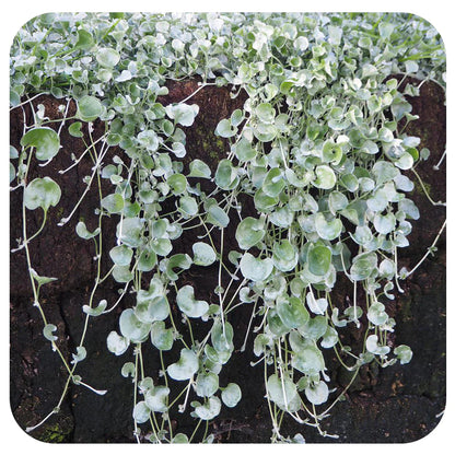 Dichondra 'Silver Falls' image 2