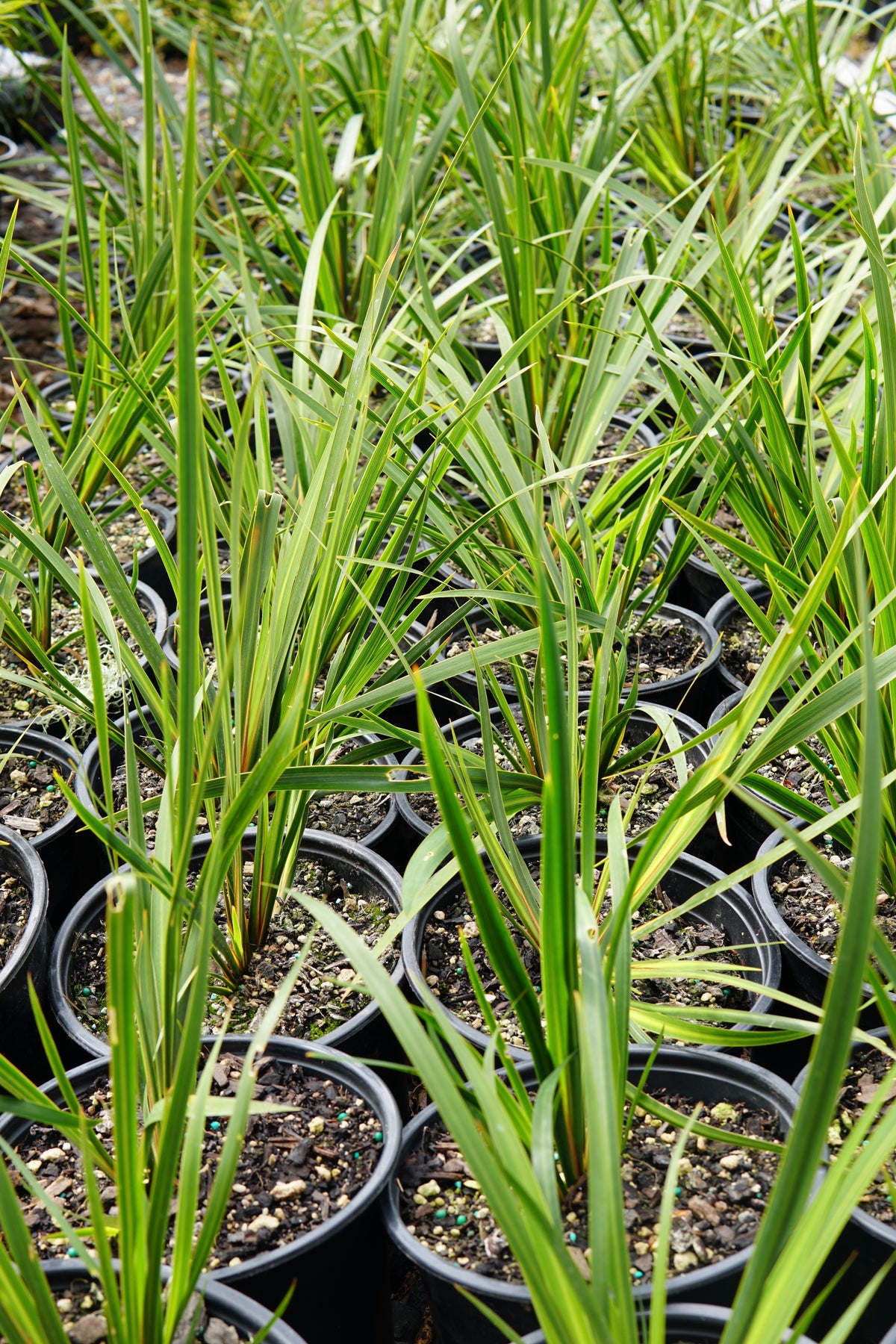Libertia ixioides 1.5L