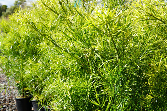 Podocarpus gracilior 1.5L