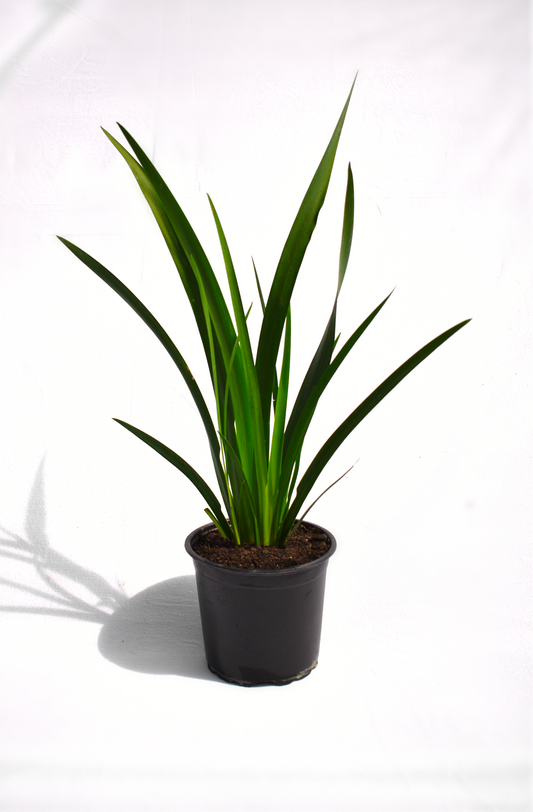 Dietes grandiflora image 0