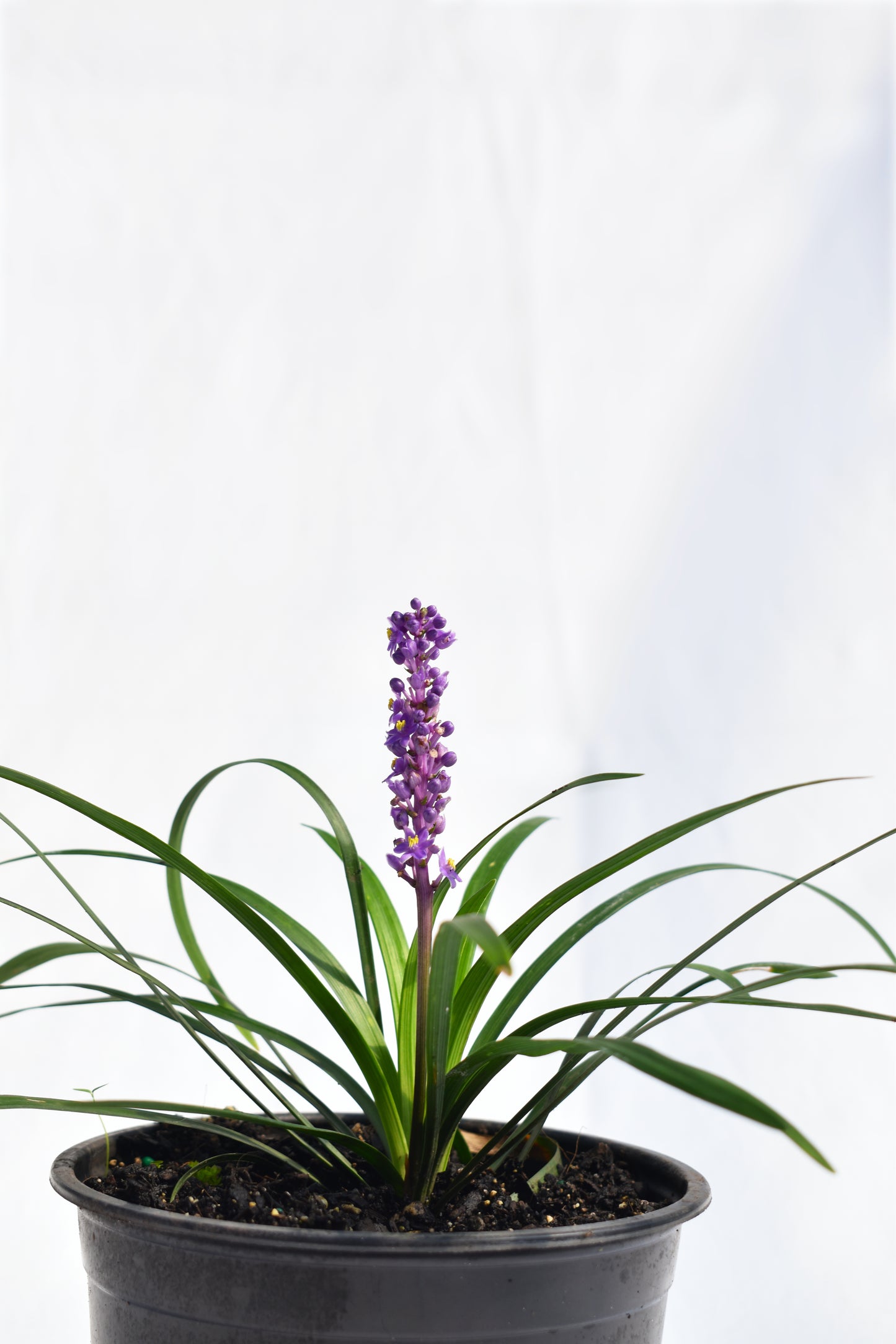 Liriope Muscari image 1