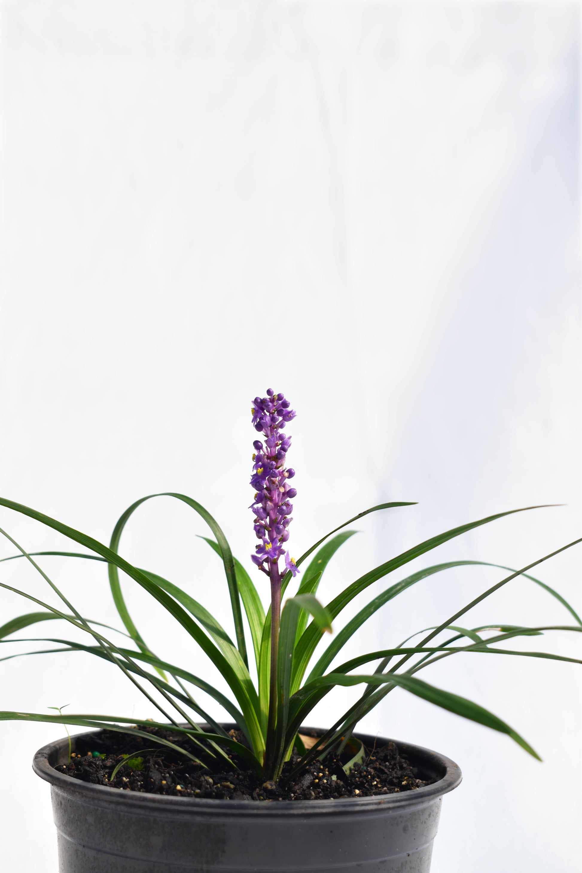 Liriope Muscari image 1