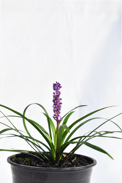 Liriope Muscari image 1