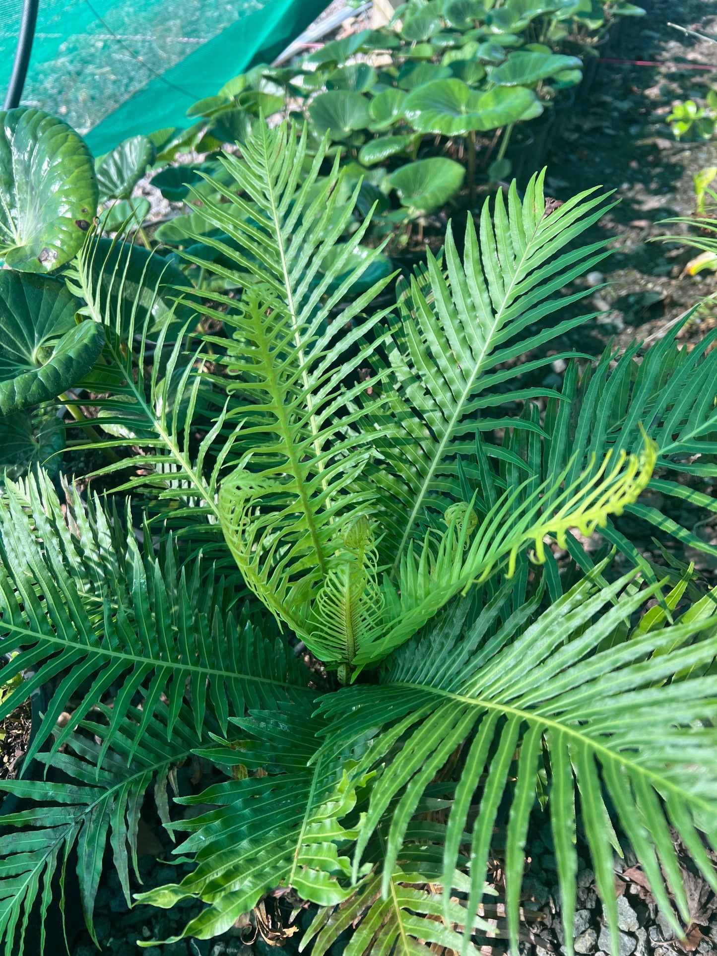 Blechnum gibbum 'Silver Lady' 3.5L image 1