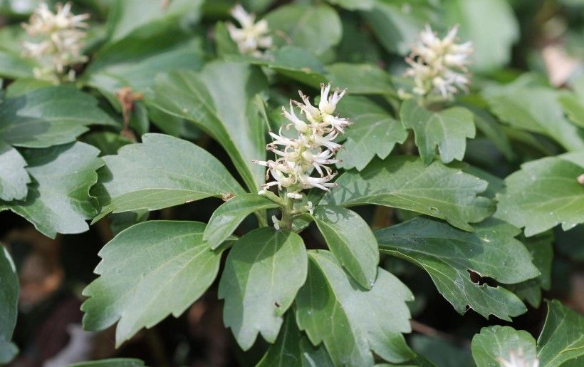 Pachysandra terminalis image 1