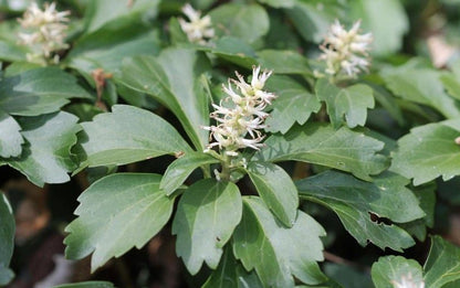 Pachysandra terminalis image 1