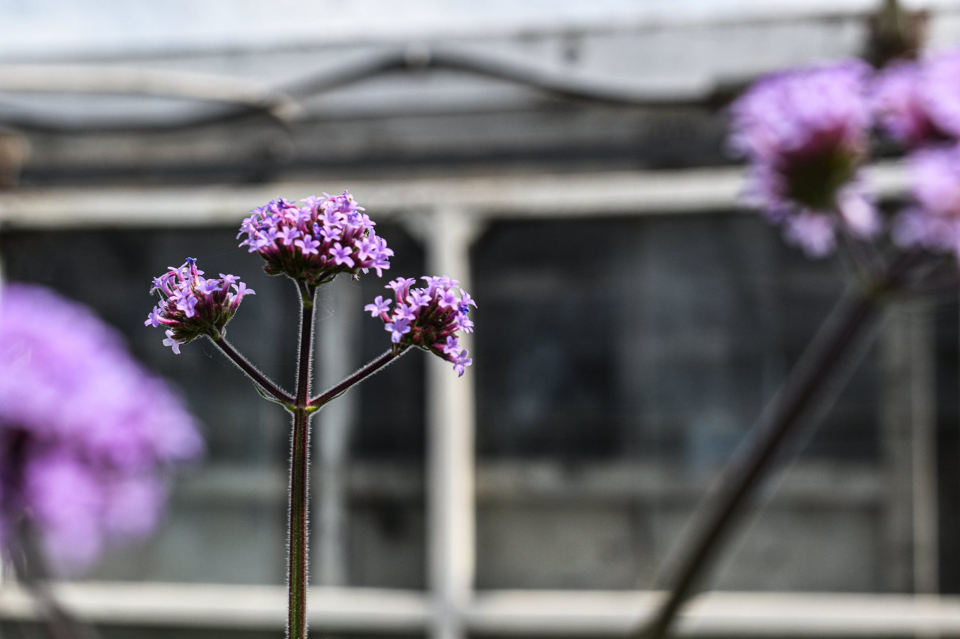 Verbena bonariensis image 1