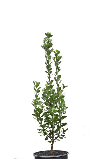 Pittosporum crassifolium 1.5L