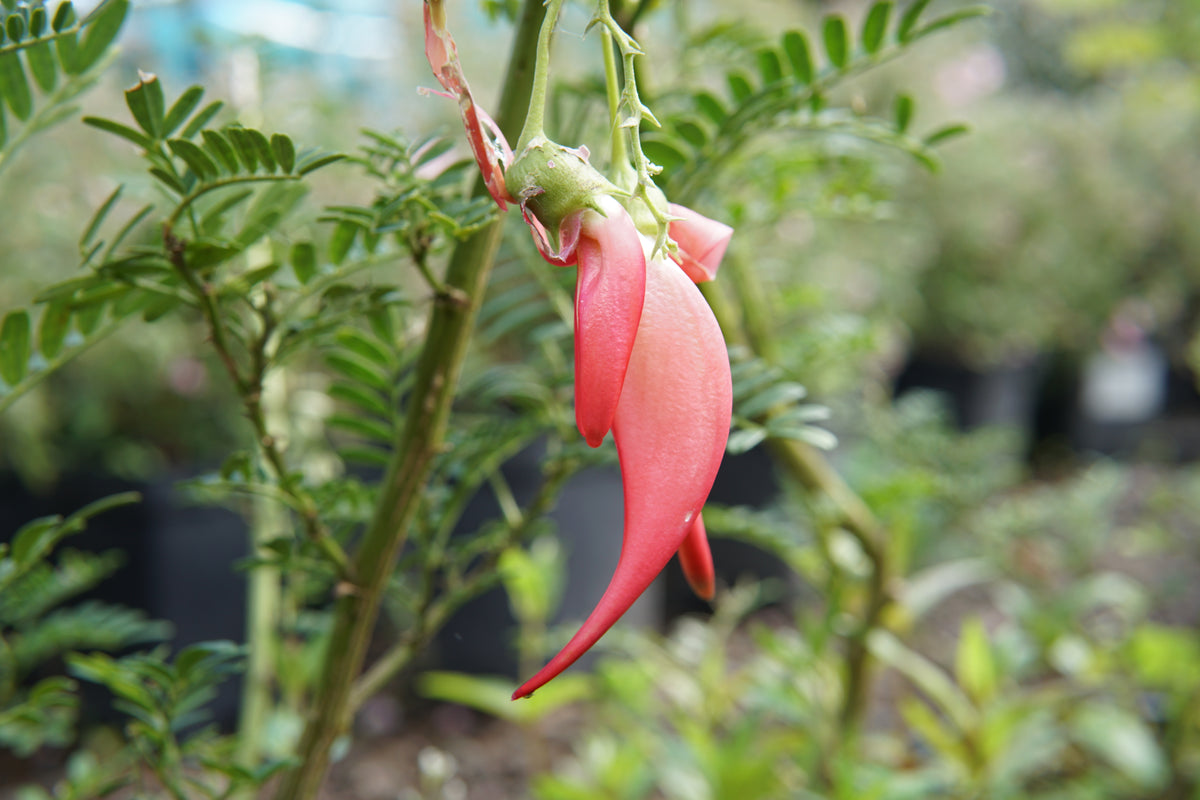 Clianthus puniceus 5L