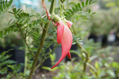 Clianthus puniceus 5L