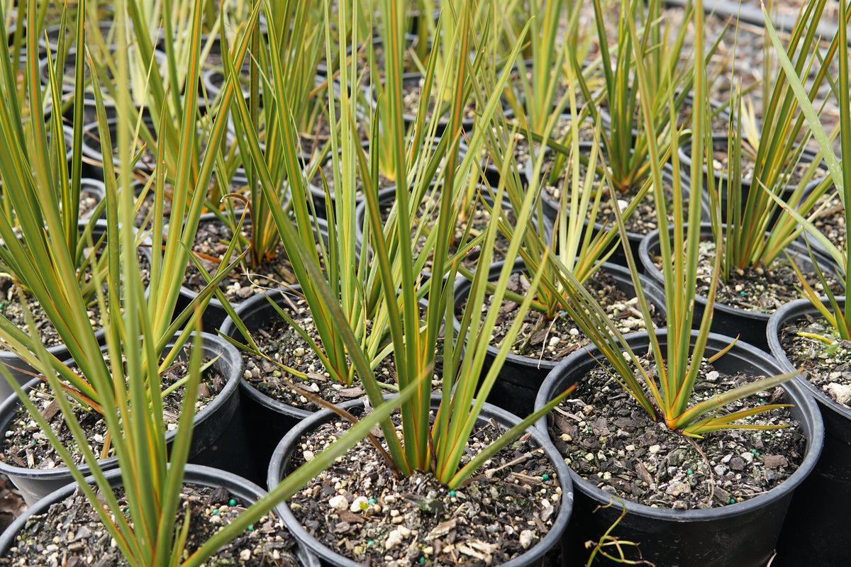 Libertia peregrinans 1.5L