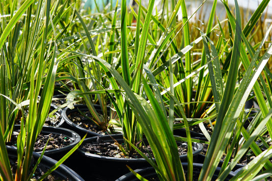 Libertia ixioides 1.5L