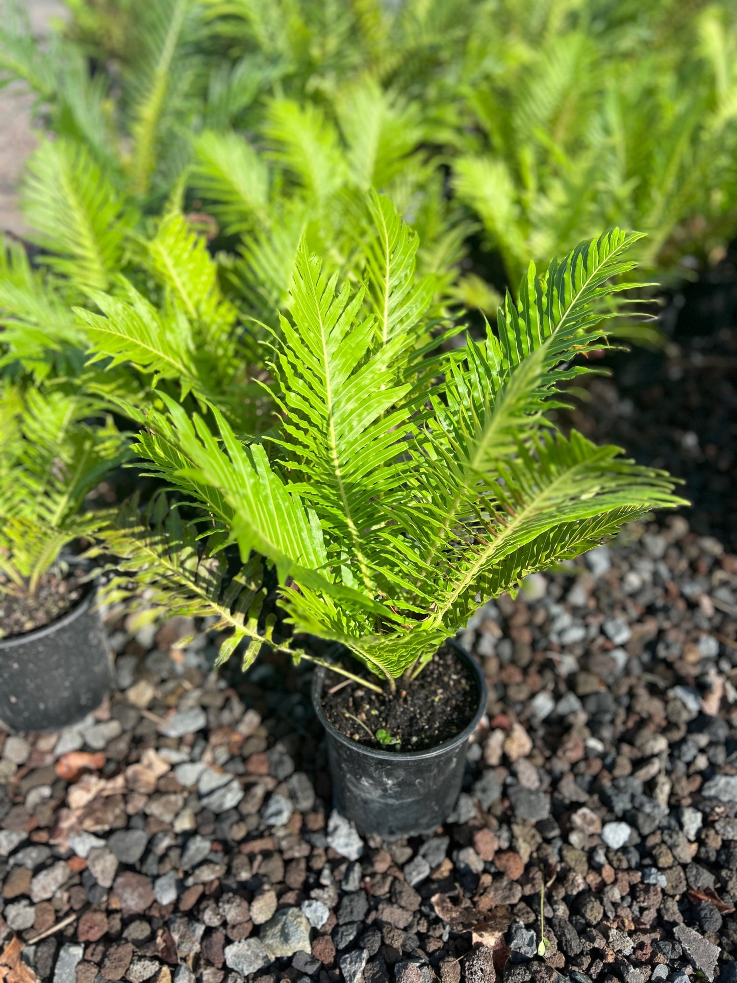 Blechnum gibbum 'Silver Lady' 3.5L image 2
