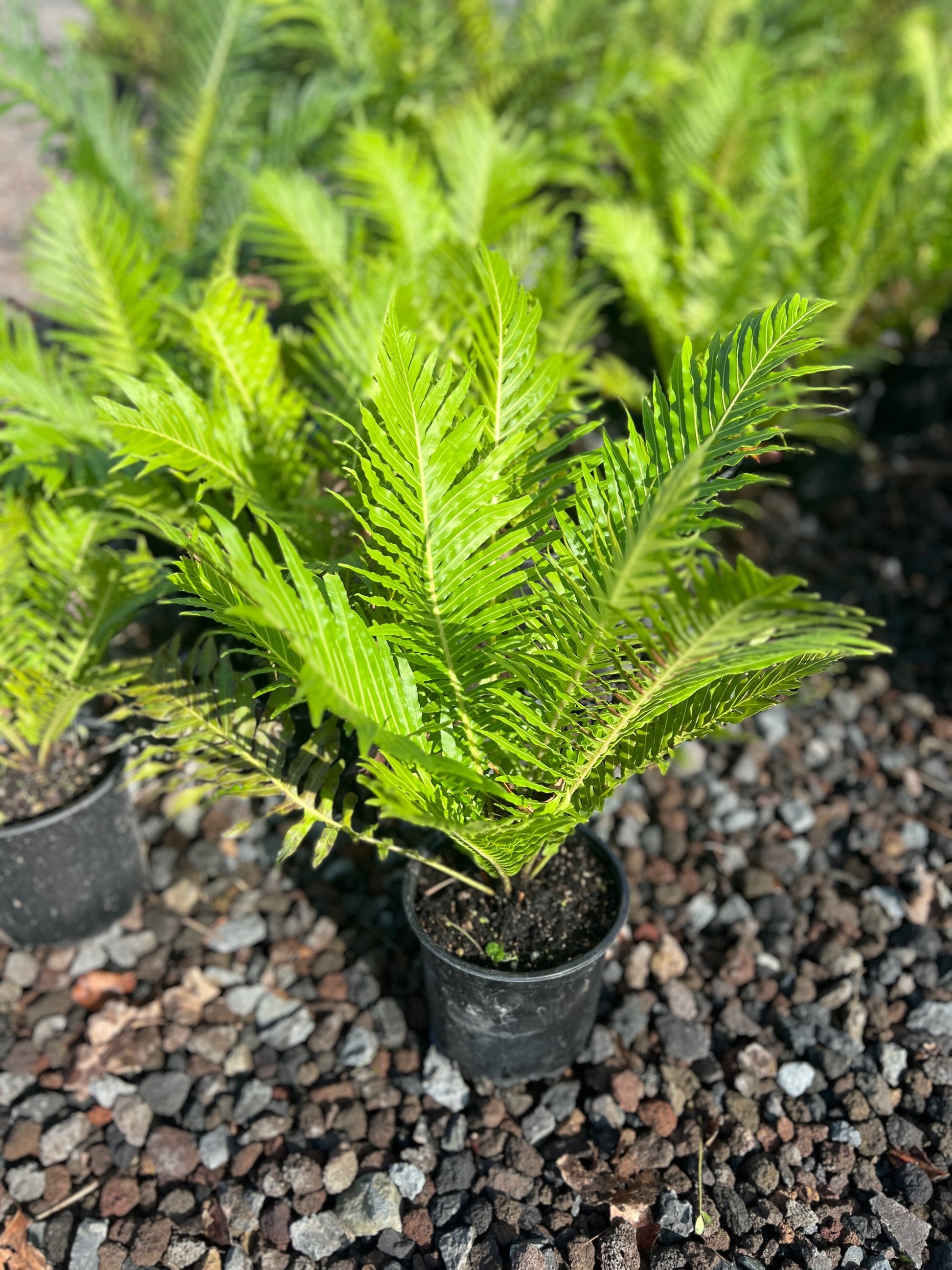 Blechnum gibbum 'Silver Lady' 3.5L image 2