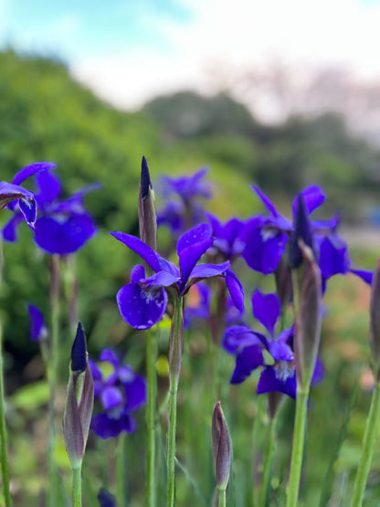 Iris sibirica image 0