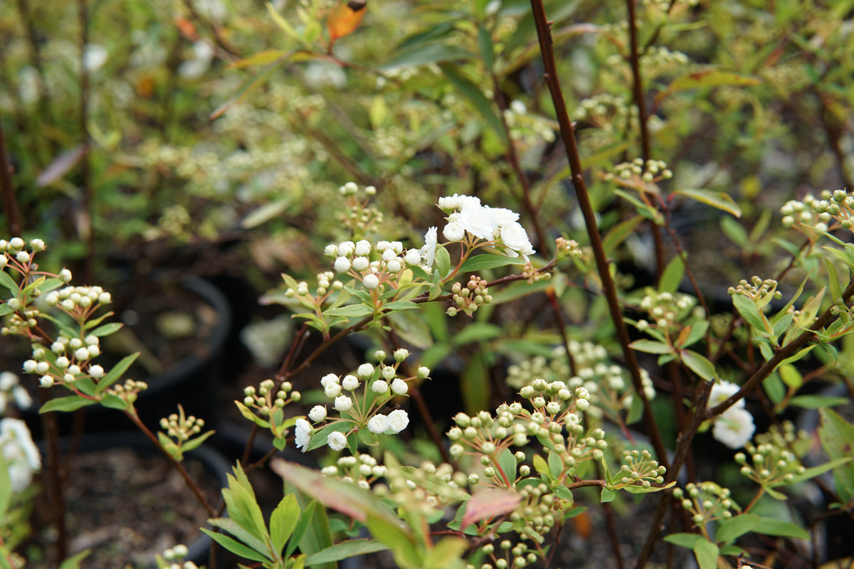 Spiraea cantoniensis 1.5L