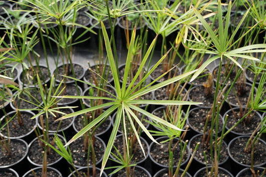 Cyperus alternifolius 1.5L