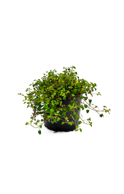 Muehlenbeckia axillaris image 0