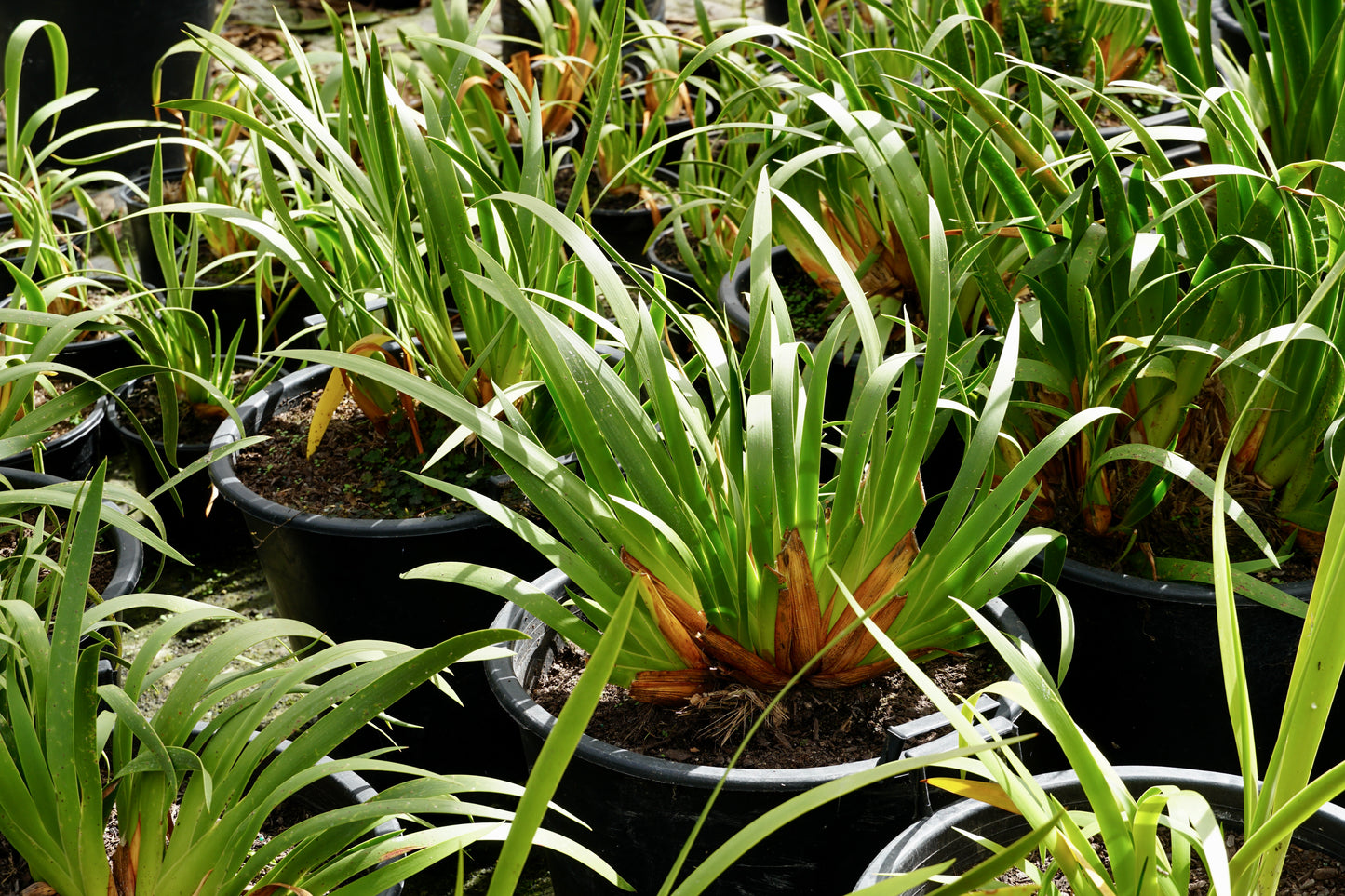 Xeronema callistemon 45L