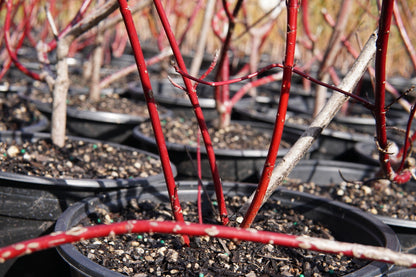 Cornus 'Sibirica' 5L