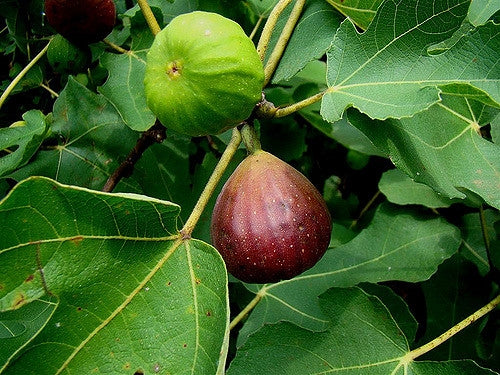 Ficus carcia 'Brown Turkey' 45l image 0