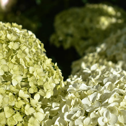 Hydrangea 'Annabelle' 5L