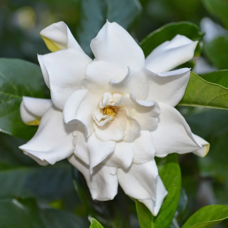 Gardenia 'Professor Pucci' image 0