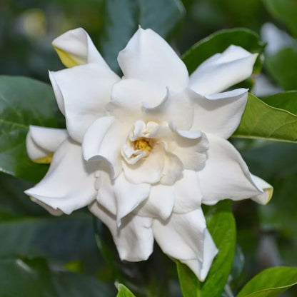 Gardenia 'Professor Pucci' image 0