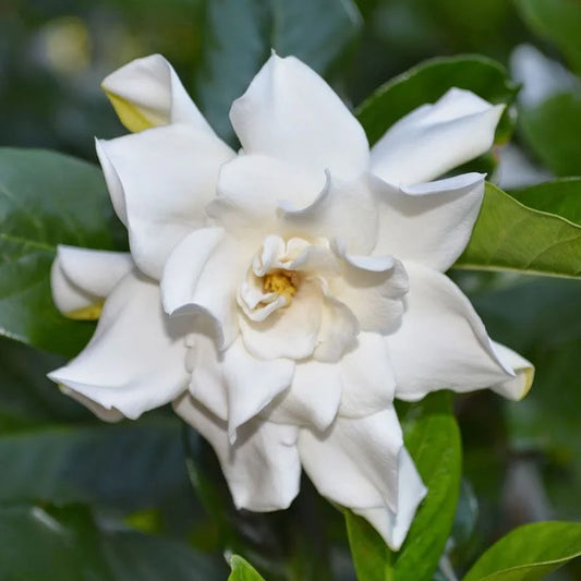 Gardenia 'Professor Pucci' image 0