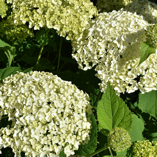 Hydrangea 'Annabelle' 5L