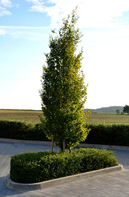 Carpinus betulus 'Fastigiata' image 0