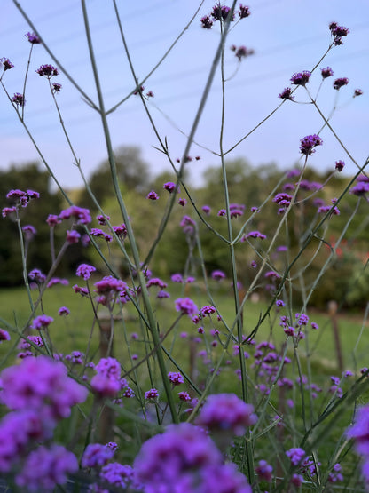 Verbena bonariensis image 2